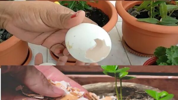 15 Brilliant Uses of the Hue Boxes in the Home and the Garden