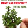 What Most People Don’t Know About This Popular Plant