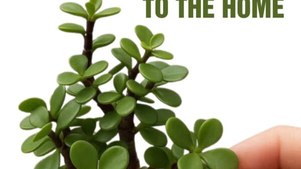 What Most People Don’t Know About This Popular Plant