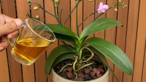 Why Natural Isn’t Always Safe