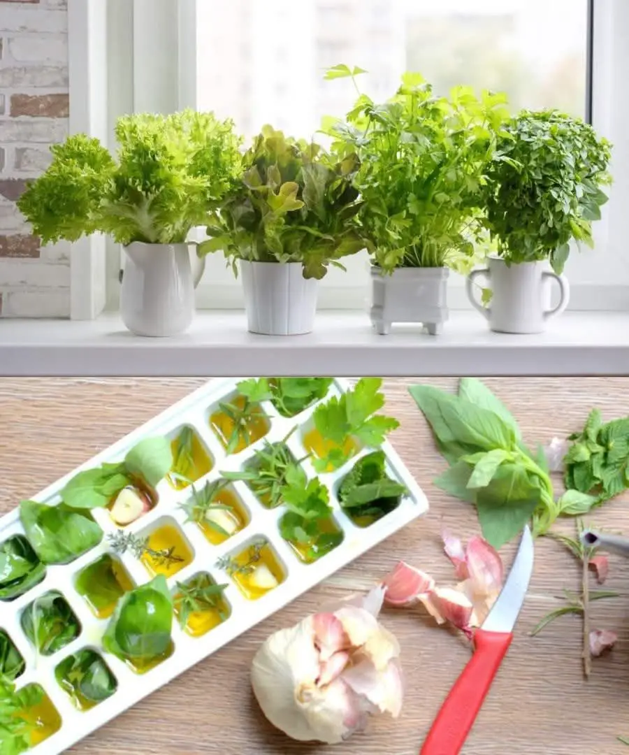 Never Let Your Fresh Herbs Wilt Again—These Genius Tricks Really Work!