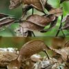 Madagascar’s Master of Disguise That Looks Just Like a Dead Leaf