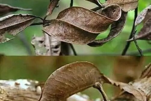 Madagascar’s Master of Disguise That Looks Just Like a Dead Leaf