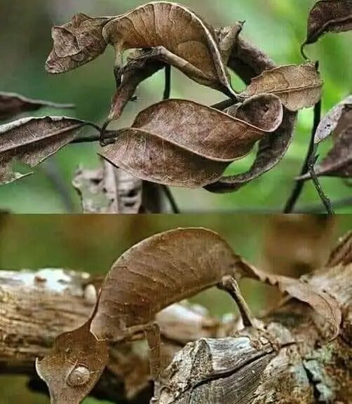 Madagascar’s Master of Disguise That Looks Just Like a Dead Leaf