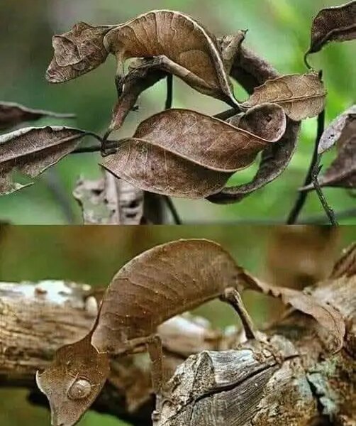 Madagascar’s Master of Disguise That Looks Just Like a Dead Leaf