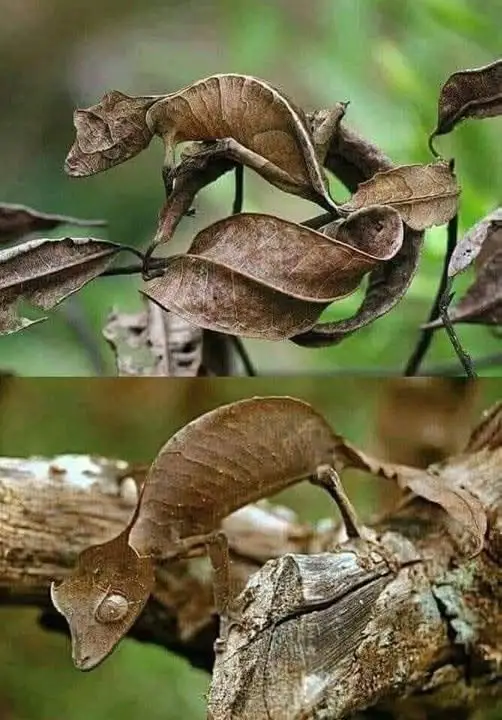 Madagascar’s Master of Disguise That Looks Just Like a Dead Leaf