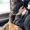 After 173 Days of Waiting, Max Finally Found the Home He Deserved