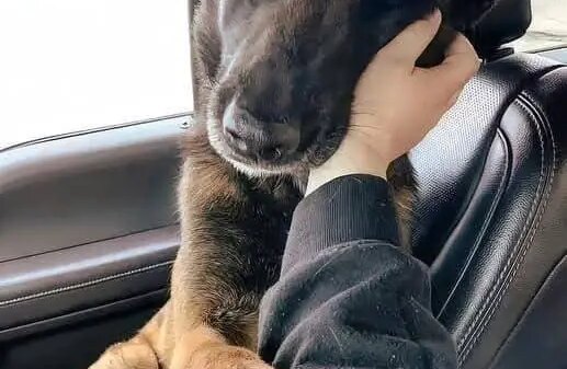 After 173 Days of Waiting, Max Finally Found the Home He Deserved