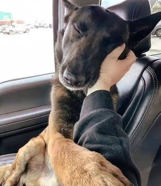 After 173 Days of Waiting, Max Finally Found the Home He Deserved