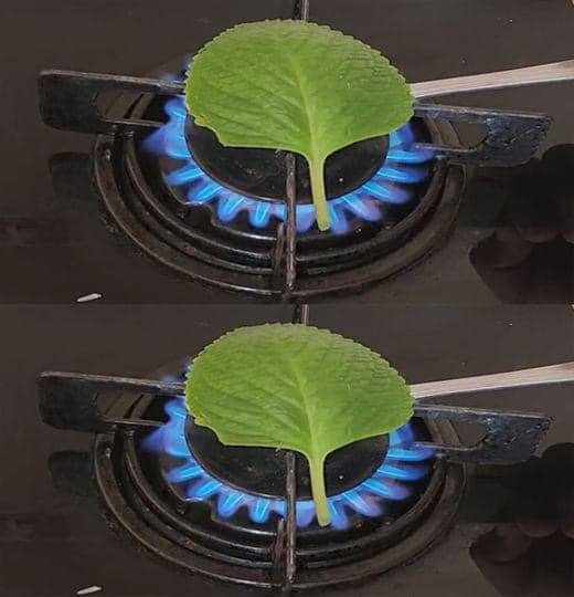 This Simple Oregano Smoke Hack Can Clean Your Air—and Calm Your Mind!