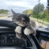 How a Stray Cat Named Captain Became My Best Travel Companion