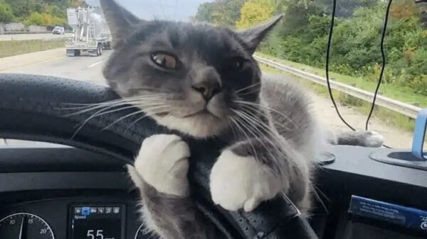 How a Stray Cat Named Captain Became My Best Travel Companion