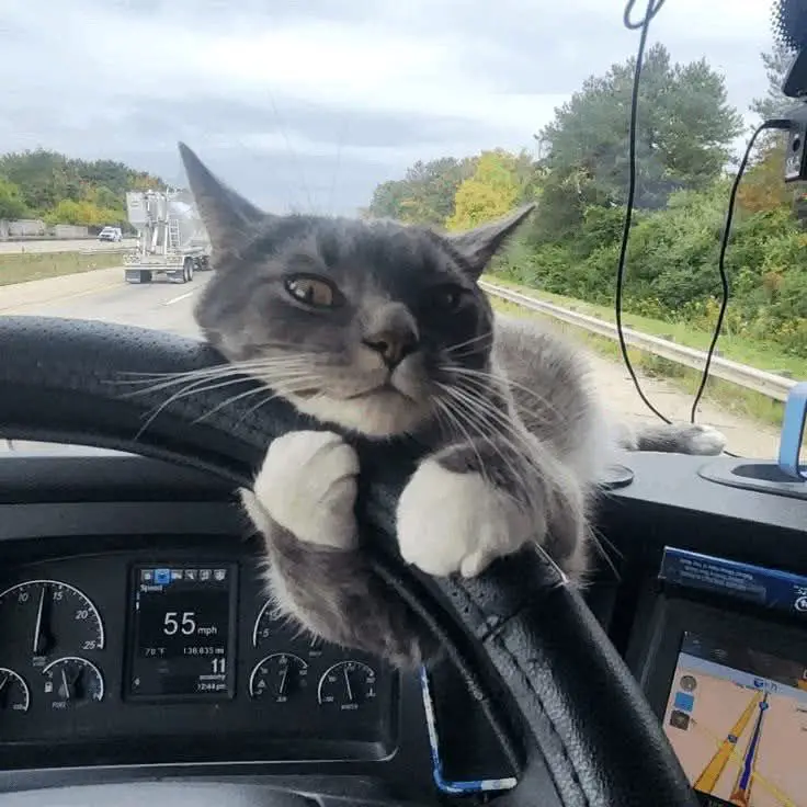How a Stray Cat Named Captain Became My Best Travel Companion