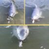 Mystique the Gift-Giving Dolphin Who Brings Humans Treasures from the Sea