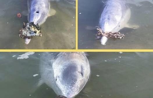 Mystique the Gift-Giving Dolphin Who Brings Humans Treasures from the Sea