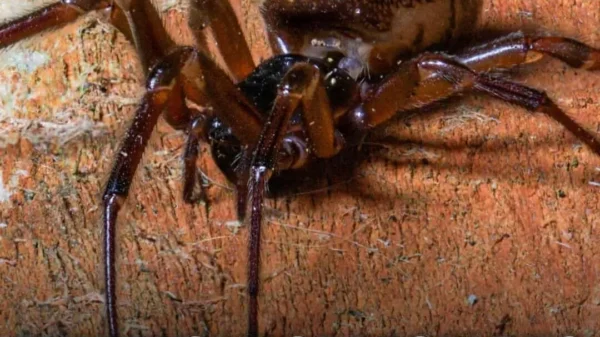 Why Experts Say You Should Keep Windows Shut to Stop the UK’s Most Venomous Spider