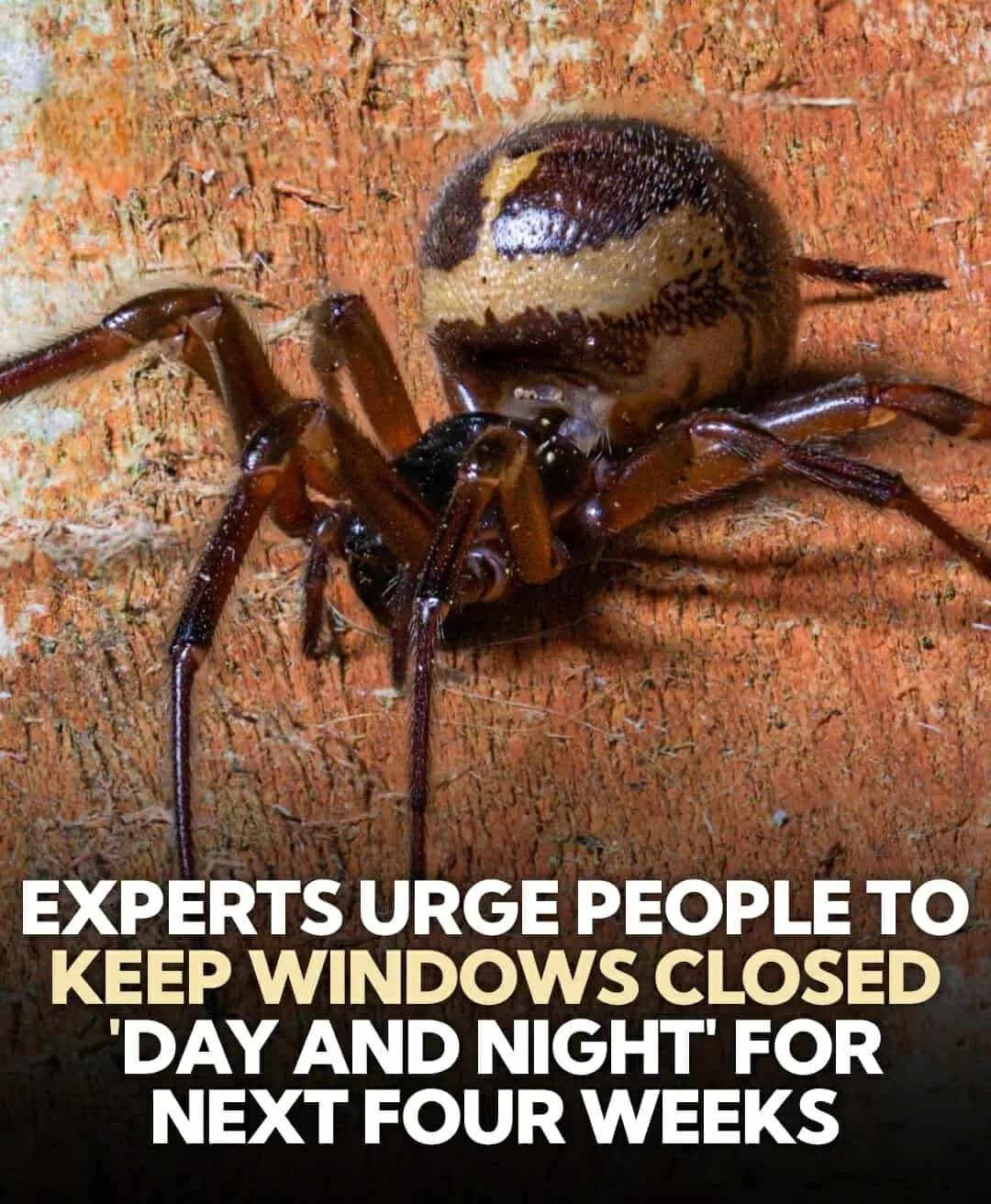 Why Experts Say You Should Keep Windows Shut to Stop the UK’s Most Venomous Spider