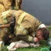 A Brave Group of Firefighters Saved a Lifeless Dog From a Devastating Fire