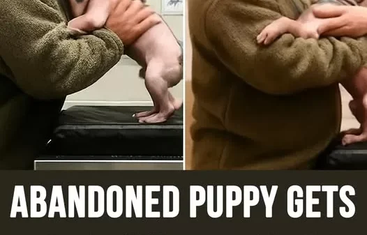 Abandoned Puppy Gets New Owner and Realizes It’s the Man Who Saved Him