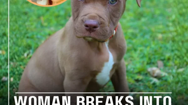 Woman Breaks Into Animal Shelter to Save Her Pit Bull From Euthanasia