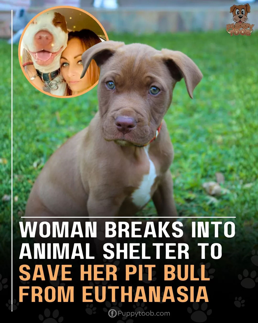 Woman Breaks Into Animal Shelter to Save Her Pit Bull From Euthanasia