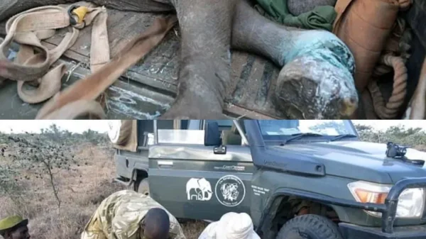 The Little Elephant Who Refused to Give Up and Found a Second Chance