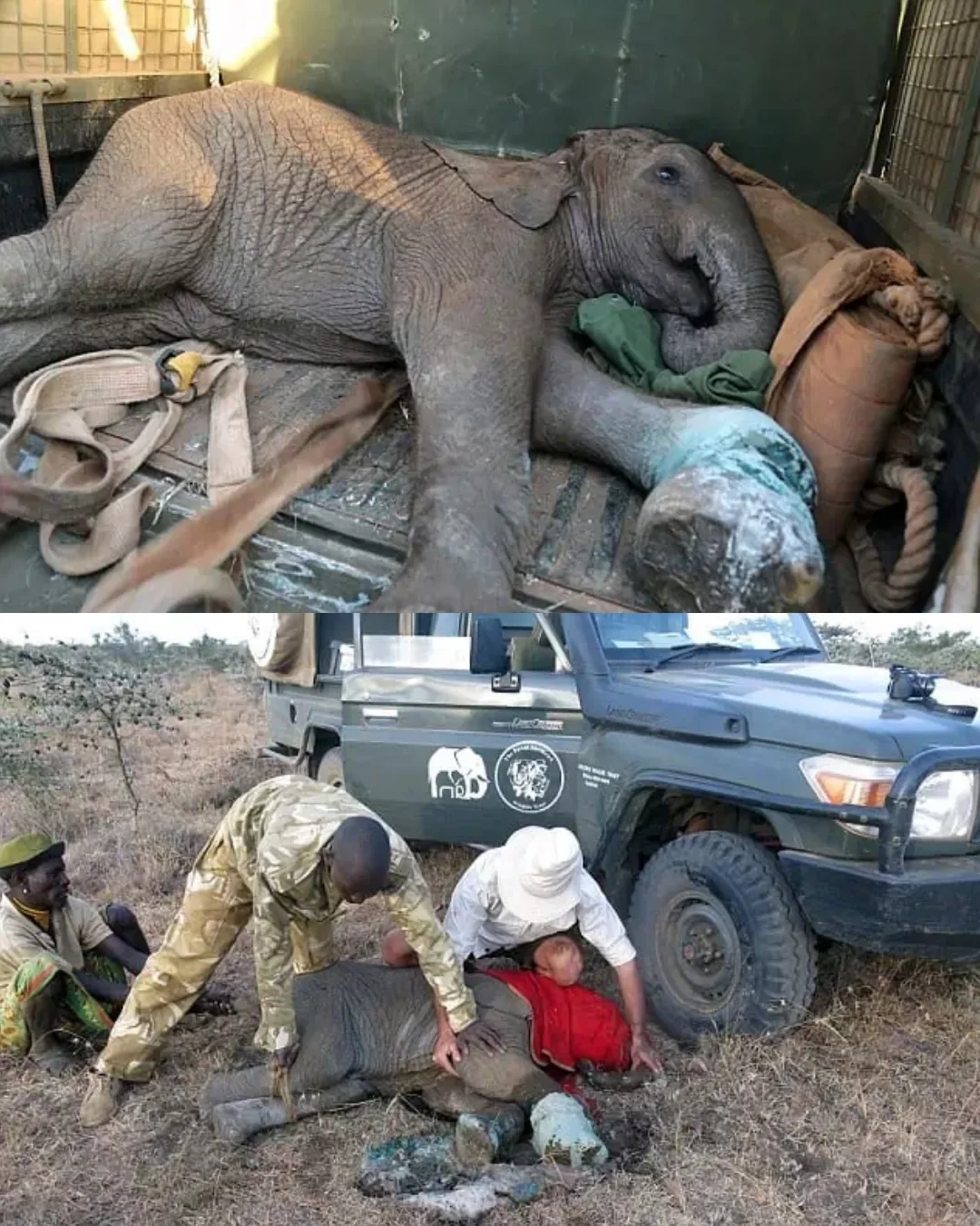 The Little Elephant Who Refused to Give Up and Found a Second Chance