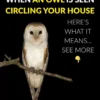 When an Owl Visits Your Home
