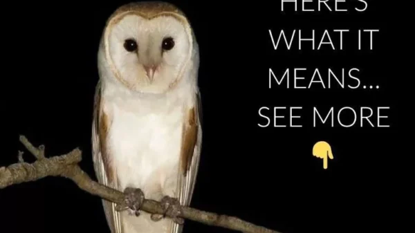 When an Owl Visits Your Home