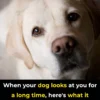 Why Your Dog Stares at You