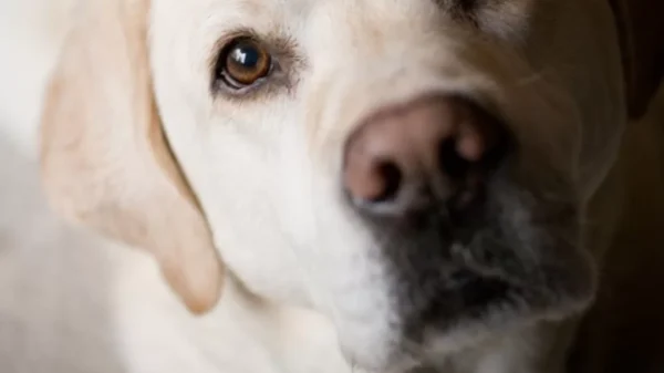 Why Your Dog Stares at You