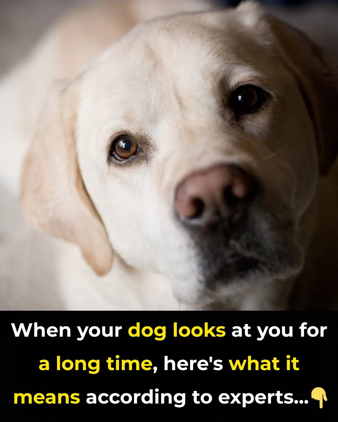 Why Your Dog Stares at You