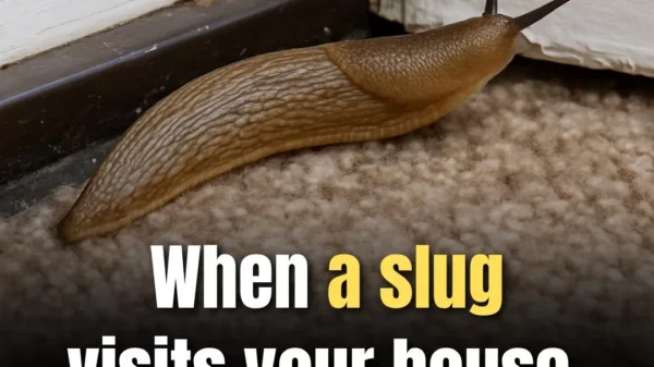 Why Slugs Deserve More Credit Than You Think