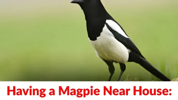 The Spiritual Meaning of an Unusual Encounter