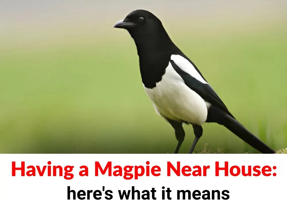 The Spiritual Meaning of an Unusual Encounter