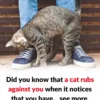 Why a Cat Rubs Against You