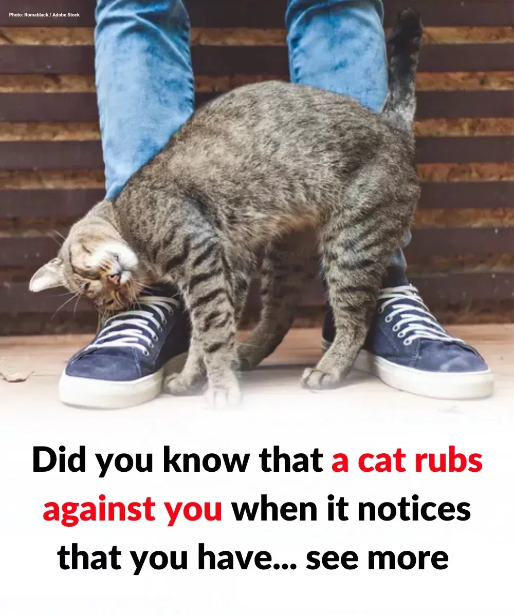 Why a Cat Rubs Against You