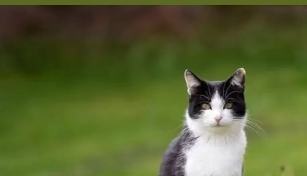 Why Cats Leave Home and Don’t Return