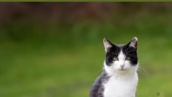 Why Cats Leave Home and Don’t Return