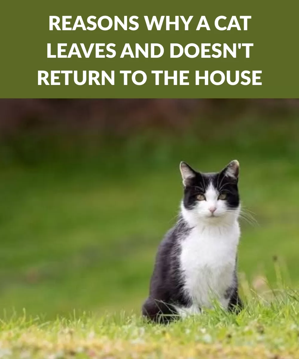 Why Cats Leave Home and Don’t Return