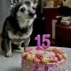 Happy 15th Birthday to Lola