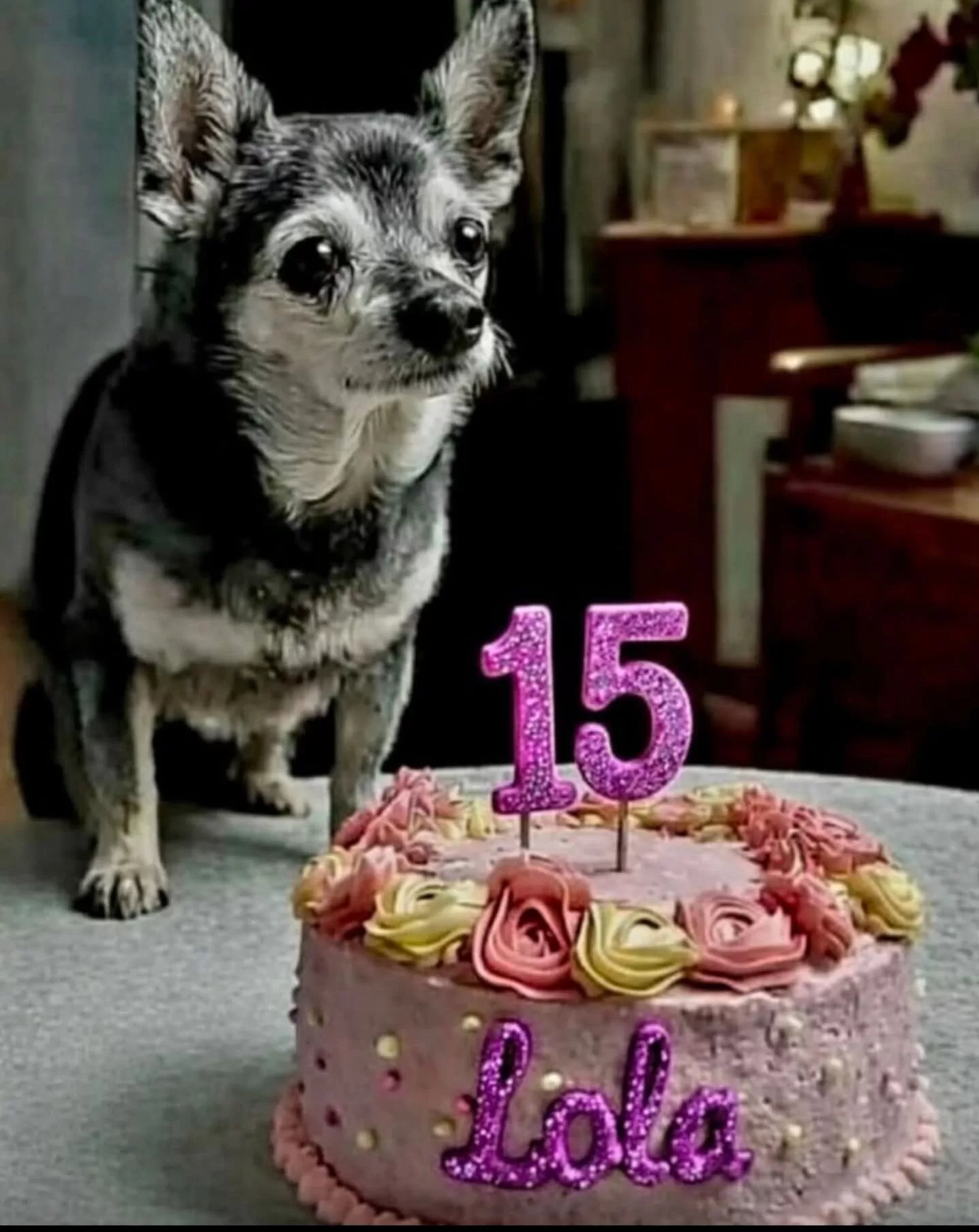 Happy 15th Birthday to Lola