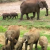 Rare Elephant Twins Born at Pongola Game Reserve