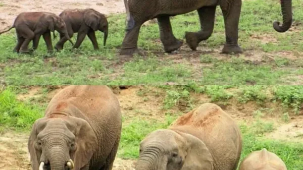 Rare Elephant Twins Born at Pongola Game Reserve