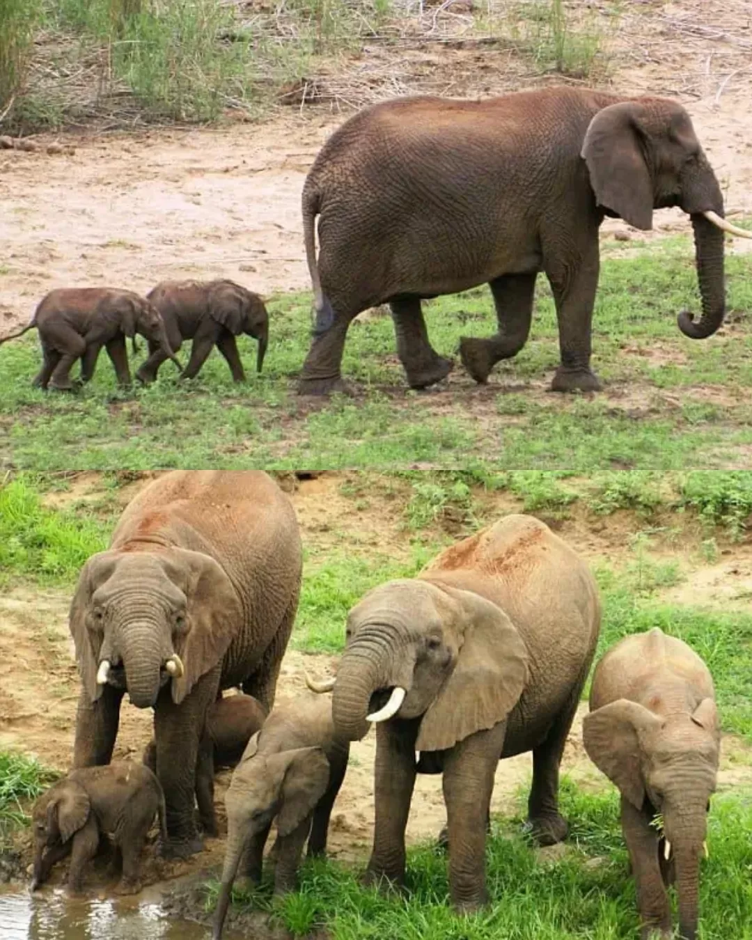 Rare Elephant Twins Born at Pongola Game Reserve