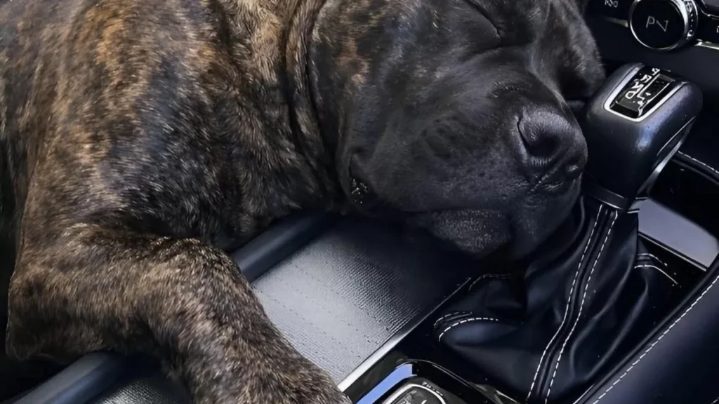 When an Adopted Dog Finally Feels Safe