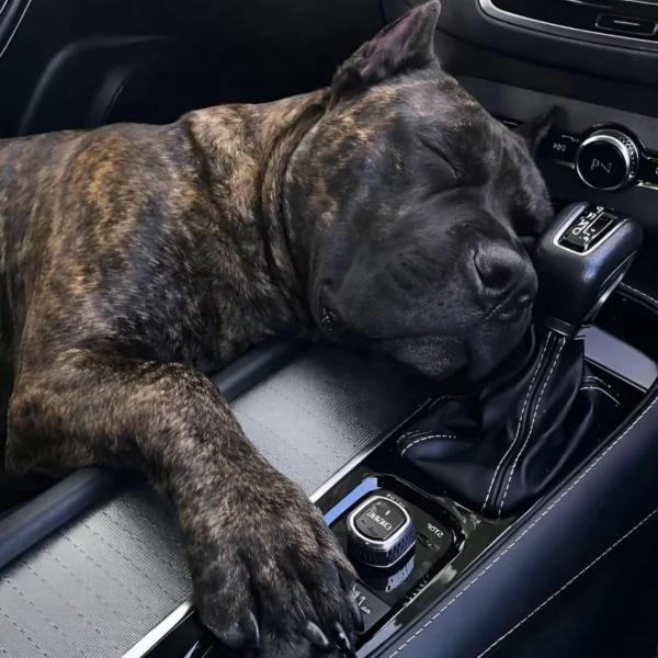 When an Adopted Dog Finally Feels Safe