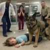 A Military Dog Walked into the ER Carrying a Dying Child, and What We Found Changed Everything