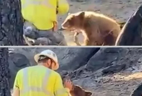 The Lumberjack Who Chose Compassion