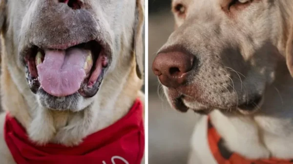 When Love Means Staying, No Matter the Cost